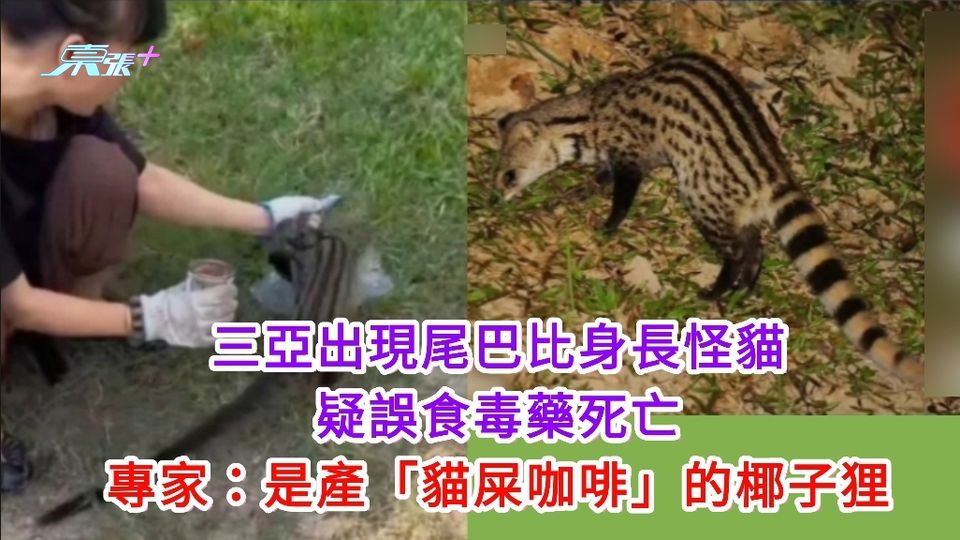 有片｜三亞出現尾巴比身長怪貓 惜中毒死亡 原來是產「貓屎咖啡」的椰子狸