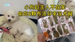 小狗趁主人不在家 偷吃6顆布洛芬幸沒大礙