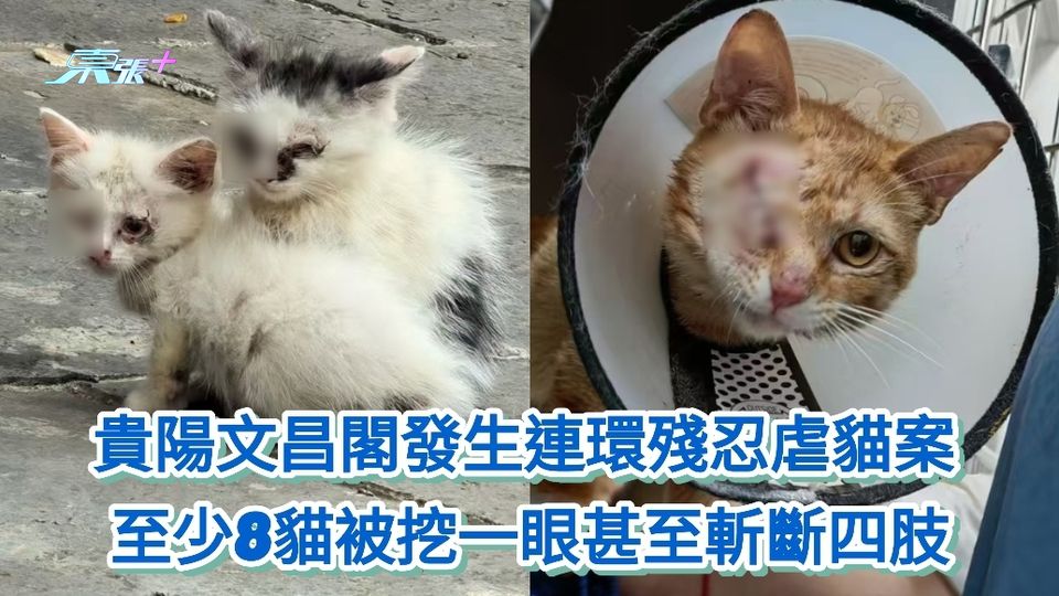 貴陽文昌閣發生連環殘忍虐貓案 至少8貓被挖一眼甚至斬斷四肢
