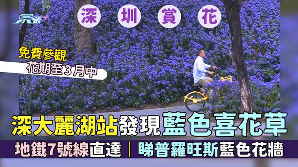 深圳賞花｜深大麗湖站發現藍色喜花草💜 免費拍照📸地鐵7號線直達🚃睇普羅旺斯藍色花牆🇫🇷