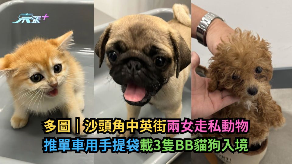 多圖｜沙頭角中英街兩女走私動物　推單車用手提袋載3隻BB貓狗入境