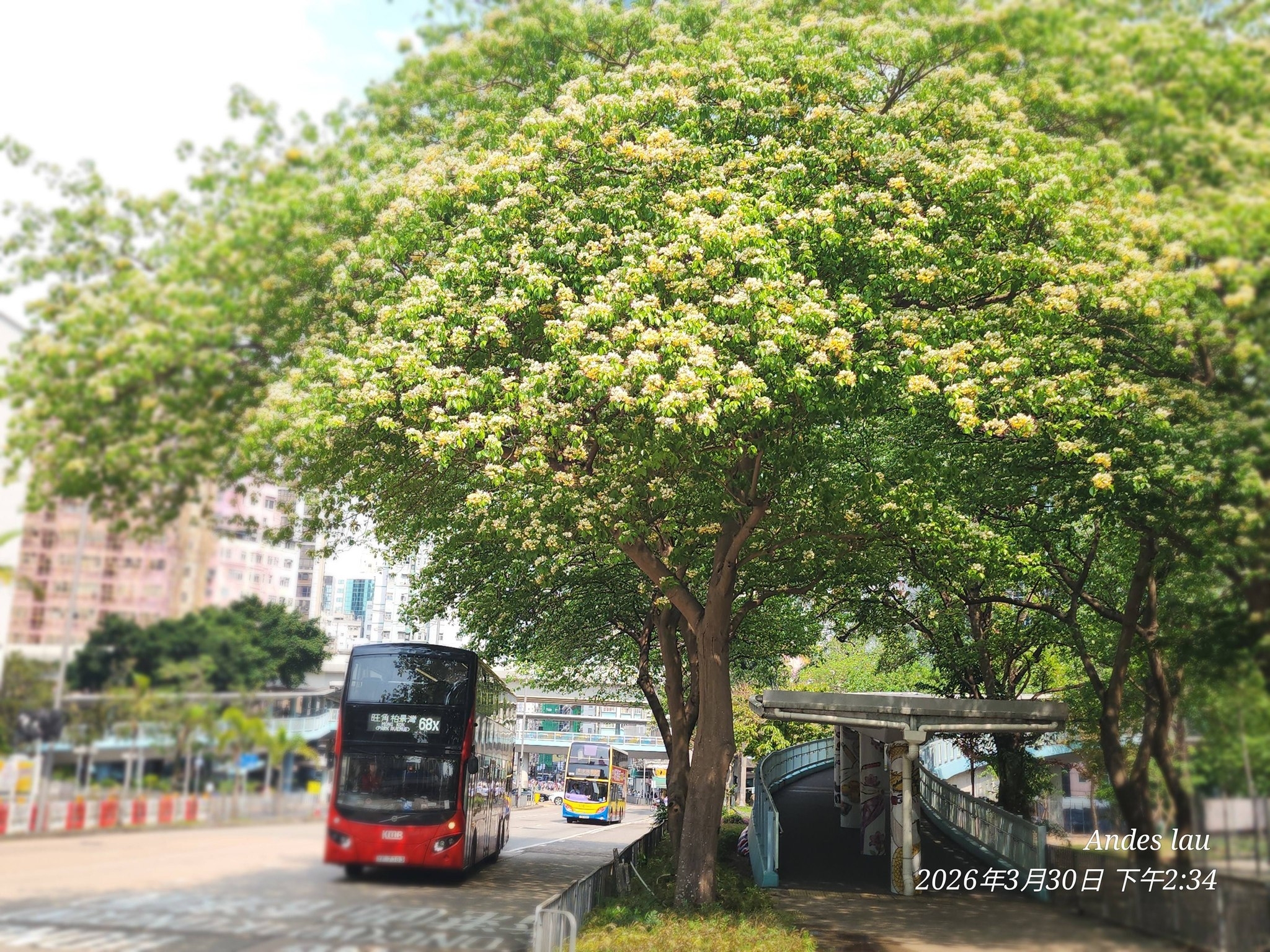 可能是小木犀樹的圖像