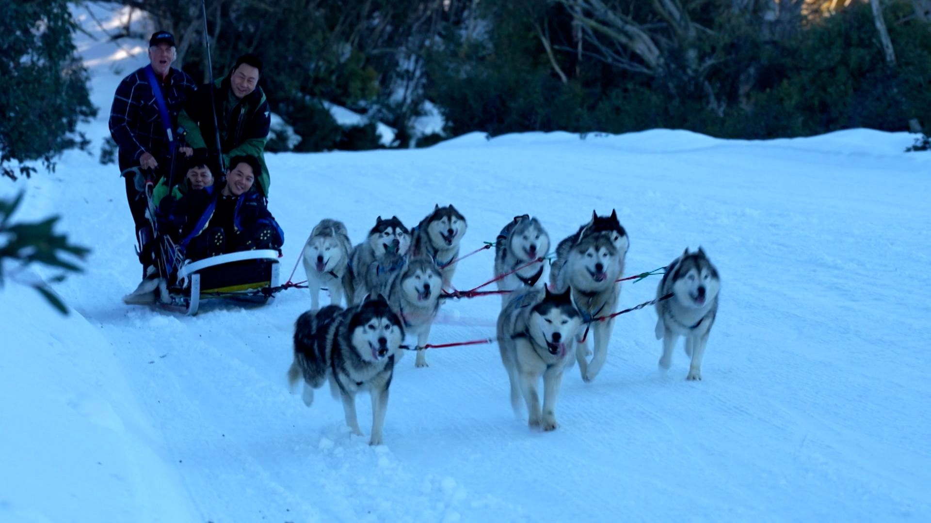 全新旅遊節目《他們的澳洲駕期》下星期一晚10時半首播，黎耀祥、蕭正楠和曹永廉相隔九年再以兄弟檔到外地工作，漫遊南澳，有不少難忘回憶，像是在雪地上乘坐由雪橇犬拉動的雪橇。