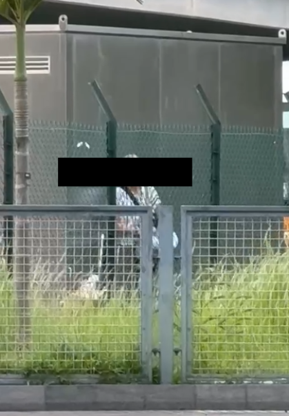 東張西望報料｜宋皇臺公園婆婆大玩「仙女散花」，麵包碎撒地下影響衛生。(讀者報料／影片截圖)