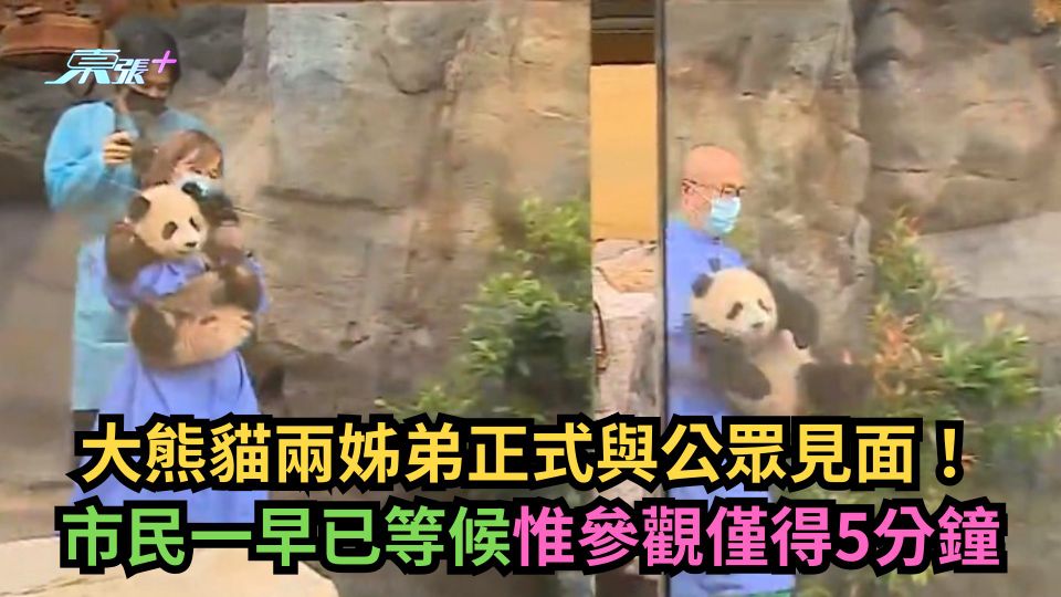 大熊貓兩姊弟正式與公眾見面！市民一早已等候惟參觀僅得5分鐘