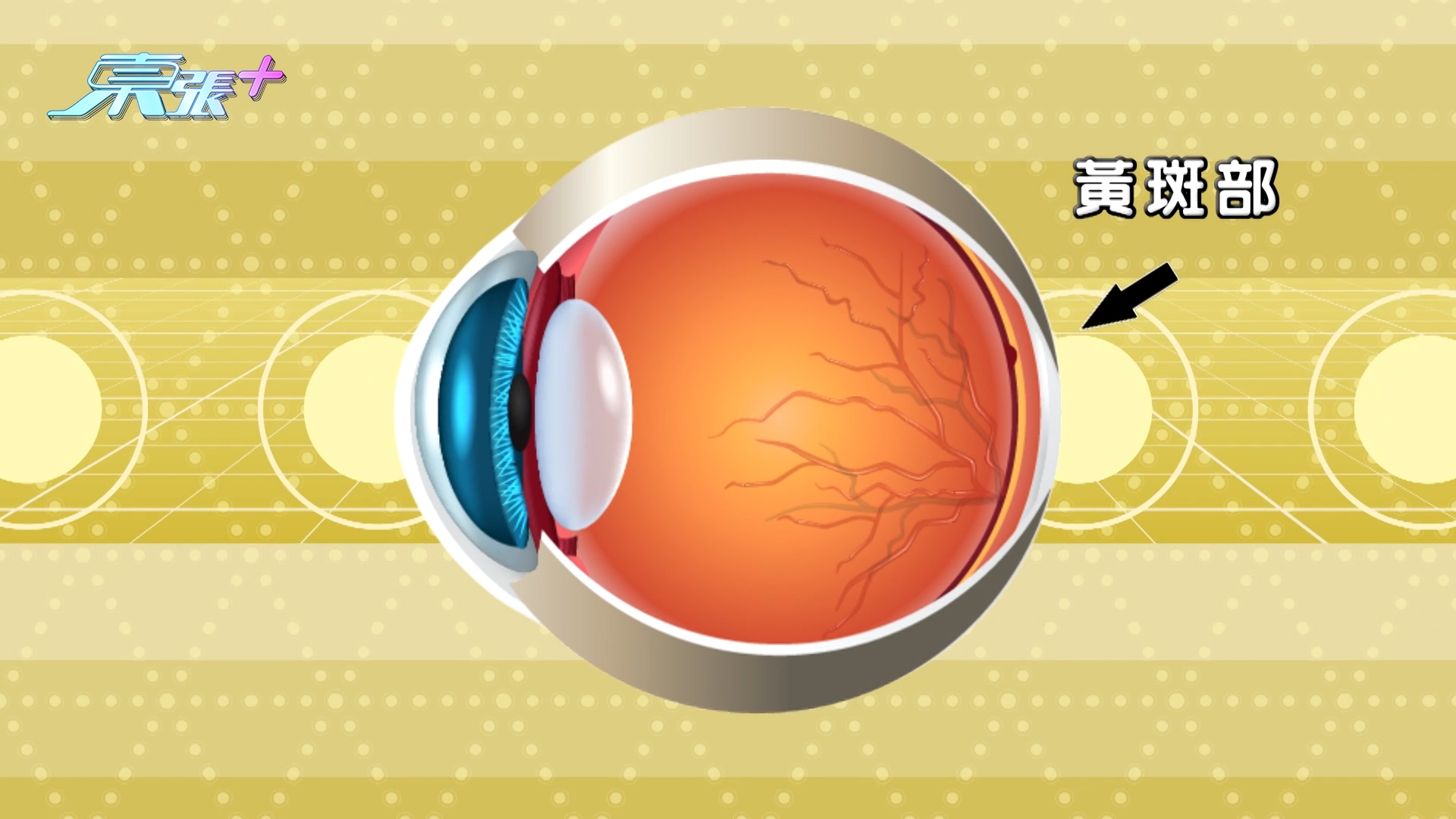 註冊藥劑師指，眼退化眼退化是指眼晴開始出現眼乾、眼攰、眼矇這些症狀，成因是由於視網膜出現退化，特別是黃斑部位。