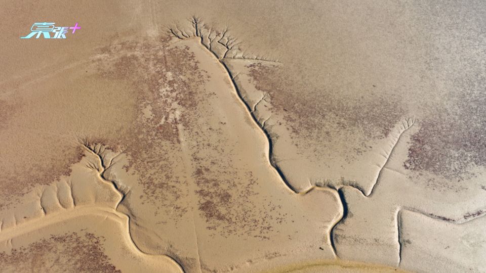 鬼斧神工  山東東營黃河入海口海灘驚現「大地之樹」