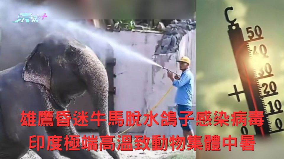 雄鷹昏迷牛馬脫水鴿子感染病毒 印度極端高溫致動物集體中暑