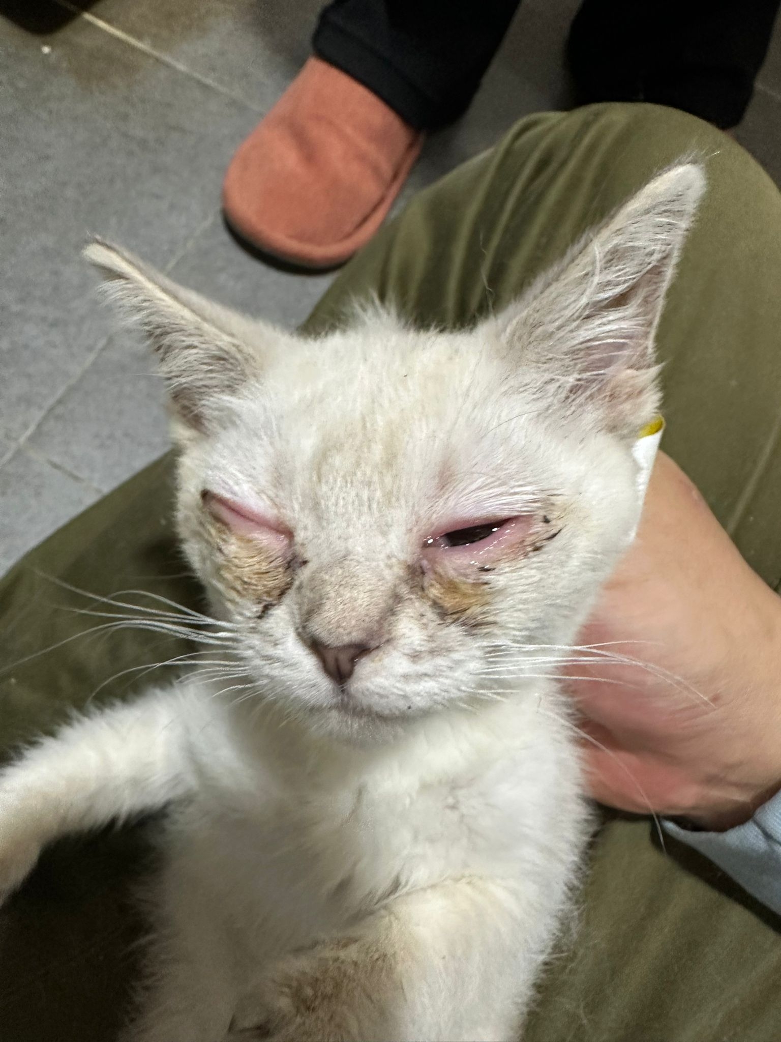 東張西望報料｜大廈門前密封紙箱竟藏5隻暹羅貓B？義工報《東張》揭發：猶如謀殺 (報料人提供東張)