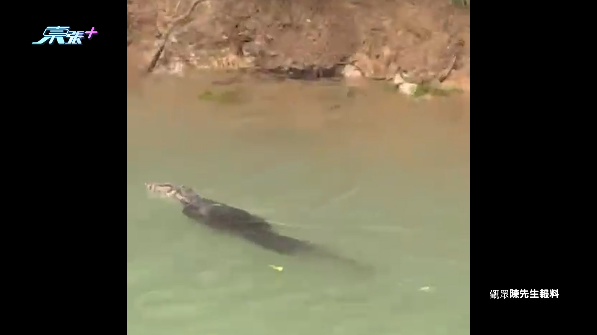 東張西望報料｜九龍水塘驚見「鱷魚」出沒　觀眾報料疑似鱷魚水塘暢泳