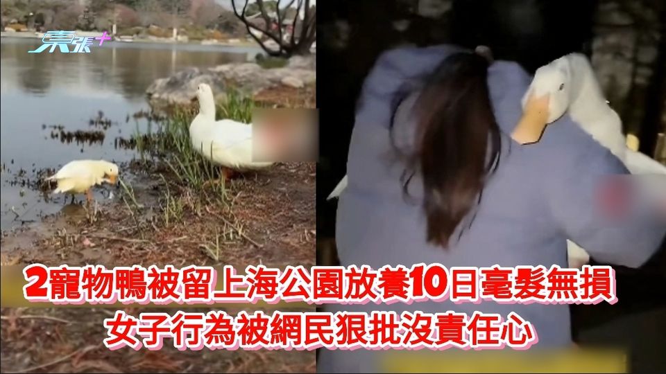 2寵物鴨被留上海公園放養10日毫髮無損 女子行為被網民狠批沒責任心
