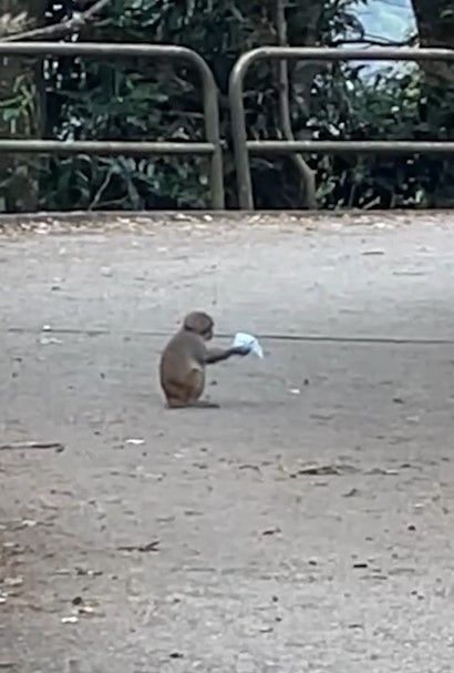 港人城門水塘行山遇馬騮搶食，結果中伏搶錯狗屎當場「灰爆」。