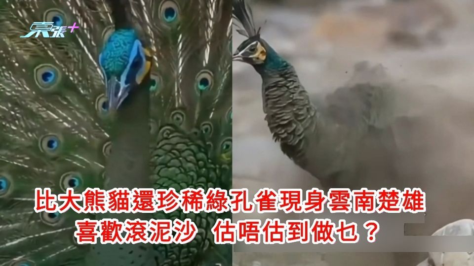 有片｜比大熊貓還珍稀綠孔雀現身雲南楚雄 喜歡滾泥沙估唔估到做乜？