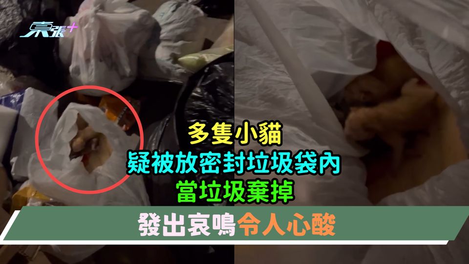 有片 | 多隻小貓疑被放垃圾袋內當垃圾棄掉  發出哀鳴令人心酸 