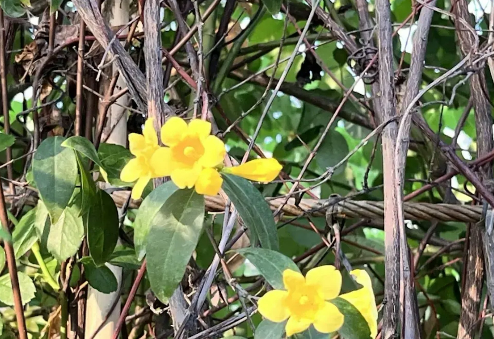 「常綠鈎吻藤」毒性劇烈，兒童誤吃兩至三片可致命 。（深圳大件事）