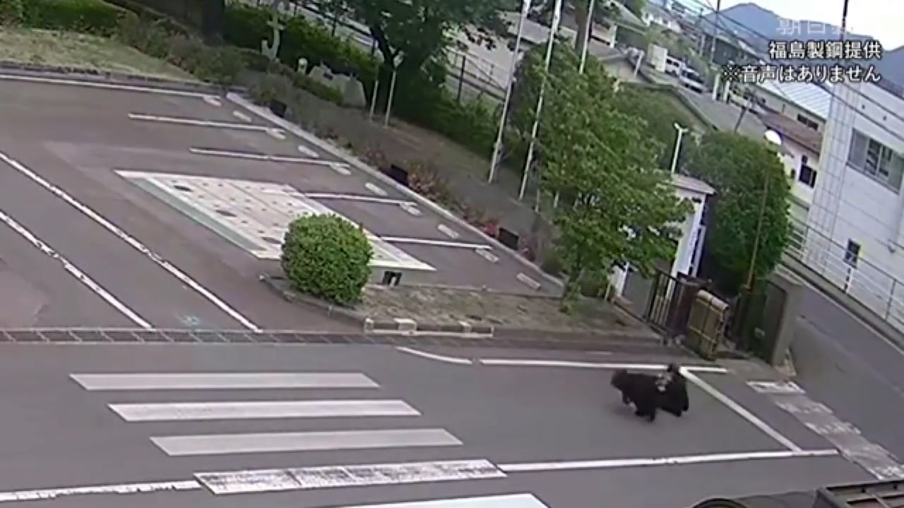 男員工嘗試逃跑擺脫野熊不果，野熊從後把他撲倒，之後跑進旁邊一幢建築物。（Threads影片截圖／@osakapleb）