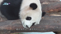 移居卡塔爾大熊貓與飼養員溝通仍有問題 專家指多訓練可適應新語言