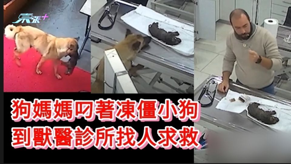 有片 | 狗媽媽叼著凍僵小狗獸醫診所找人求救 網民感動：萬物有靈