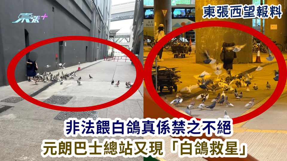 東張西望報料｜非法餵白鴿真係禁之不絕 元朗巴士總站又現「白鴿救星」