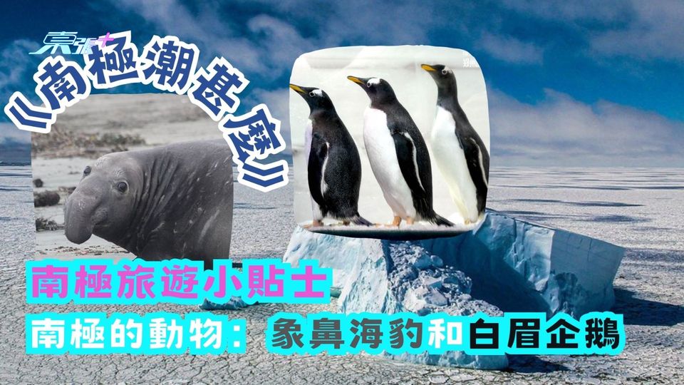 《南極潮什麼》南極旅遊小貼士︱南極的動物們：象鼻海豹和白眉企鵝