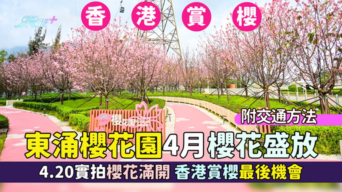 🌸东涌樱花园4月樱花盛放免费入场💰4.20实拍樱花满开📸香港赏樱最后机会