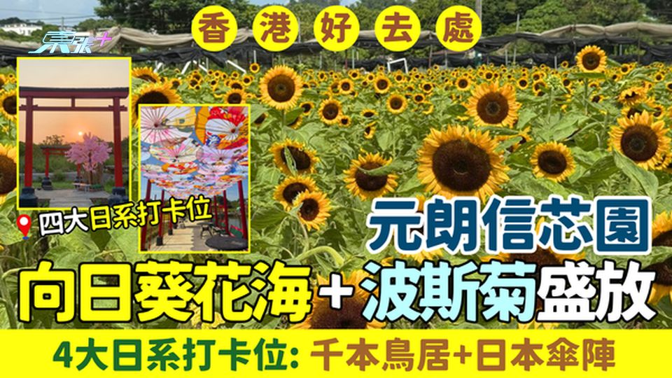 香港好去處｜元朗信芯園向日葵花海+波斯菊盛放 4大日系打卡位：千本鳥居+日本傘陣