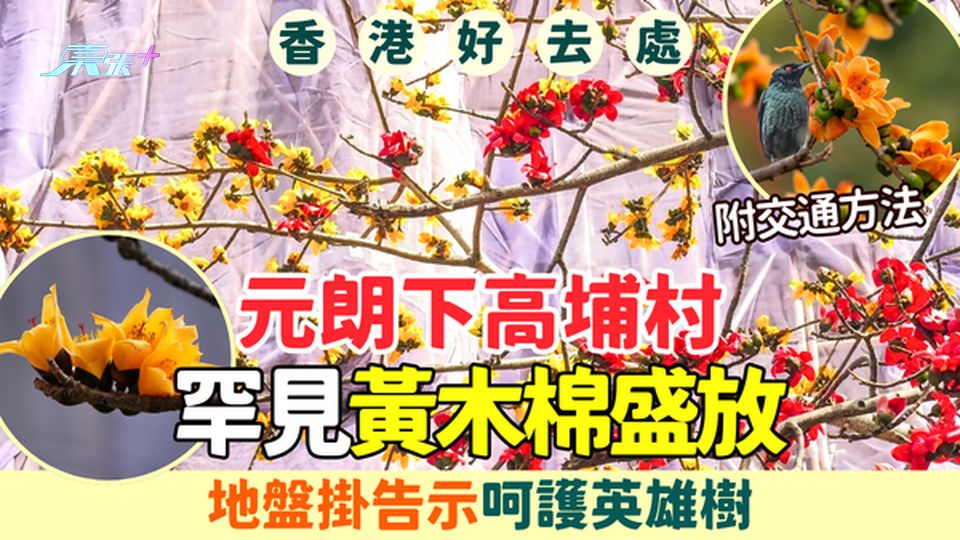 香港好去處｜元朗下高埔村罕見黃木棉盛放 地盤掛告示呵護英雄樹 2026賞花交通懶人包