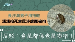 匪夷所思｜長沙灣男子用拖鞋拍死倉鼠涉虐寵被拘 反駁：倉鼠都係老鼠嚟啫
