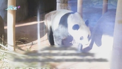 旅美大熊貓樂樂去世終年24歲 有動物保護組織曾指控園方疏忽照顧
