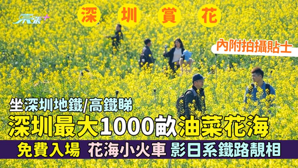 坐深圳地鐵/高鐵睇🚇1000畝油菜花海🌼免費入場🤑｜花海小火車🚂｜影日系鐵路靚相📸