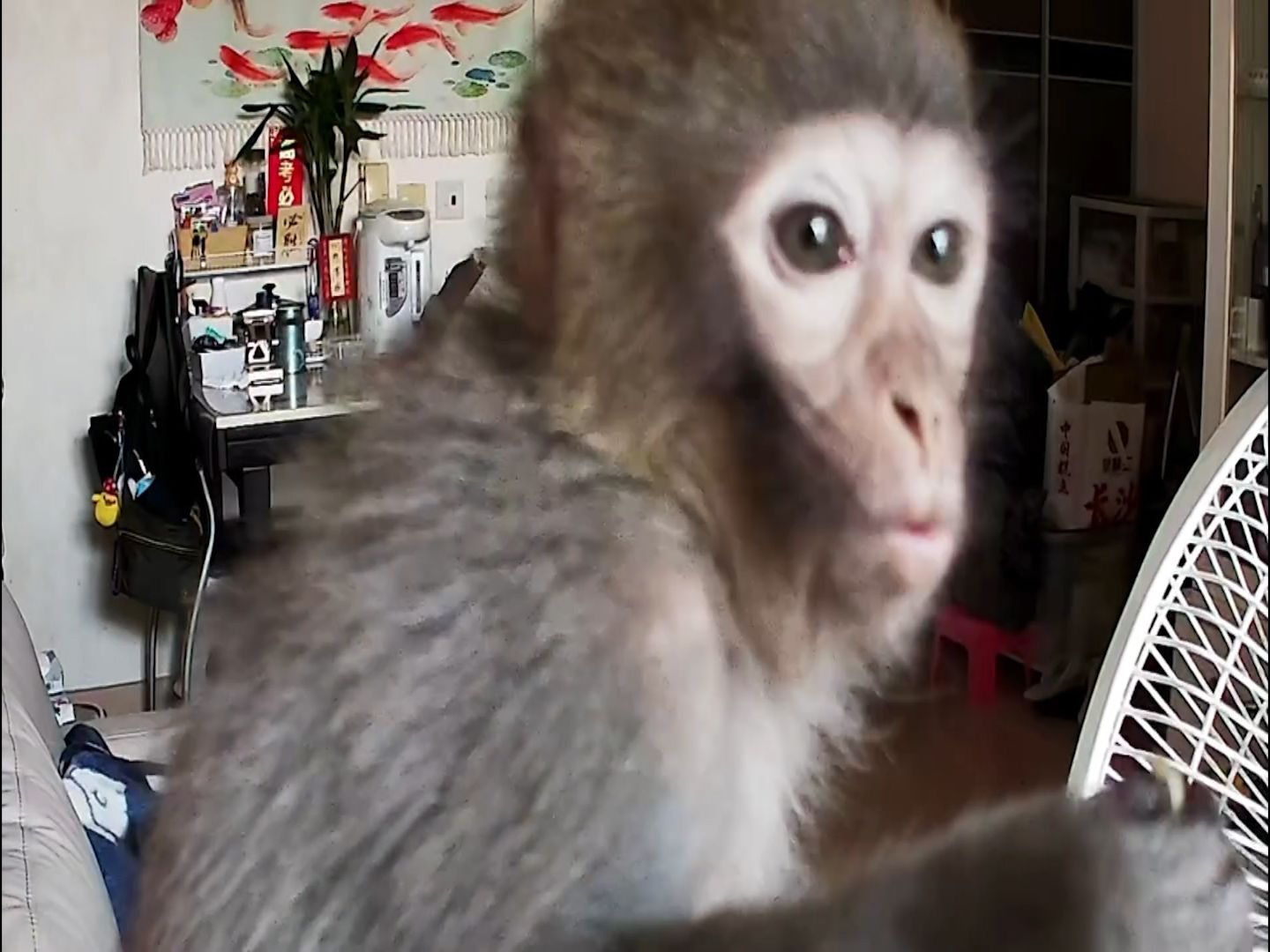 有片｜港女生屋企被猴子闖入