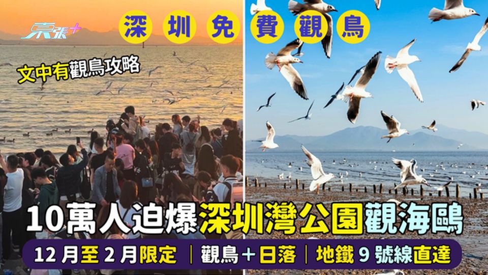 10萬人迫爆深圳灣公園📸觀海鷗🦆12月至2月限定📣｜觀鳥＋日落🌇｜深圳地鐵9號線直達
