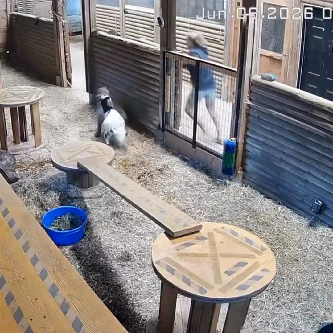 摩雅衝入現場，大聲喝斥美洲獅離開，並毫不猶豫地向牠踢了一腳，成功將牠驅離。（X影片截圖／@DoctorLemma）