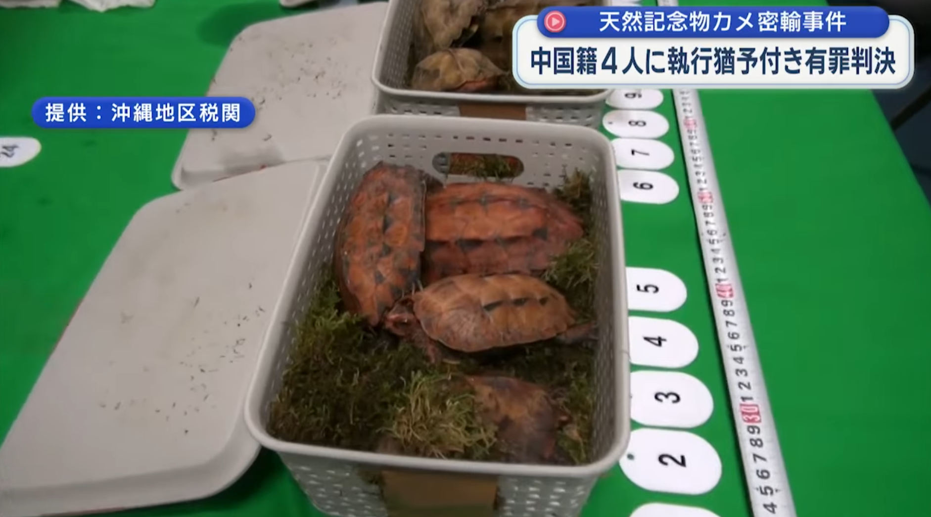 中國4男女涉沖繩偷走百隻保育龜　更企圖走私來港