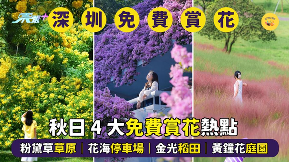 深圳秋日 4 大免費賞花熱點 🌺 淡粉色花海🌸｜電影感停車場｜金光稻田｜淡黃色黃鐘花園 🌼