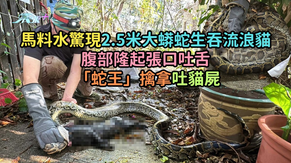 马料水惊现2.5米大蟒蛇生吞流浪猫  腹部隆起张口吐舌「蛇王」擒拿吐猫尸