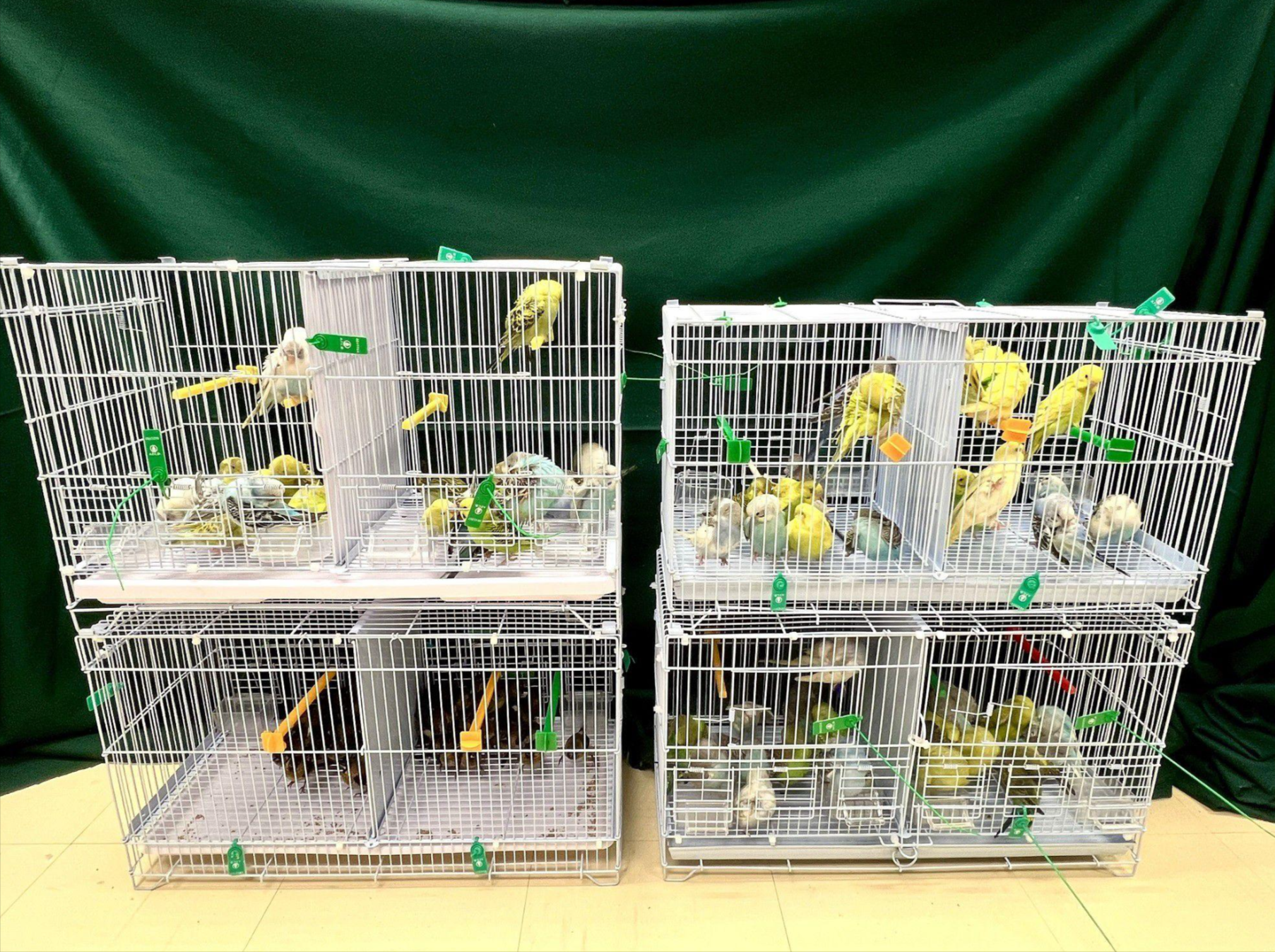 33歲男經羅湖走私111隻活雀鳥被捕　估計市值約2.2萬 (政府新聞網)