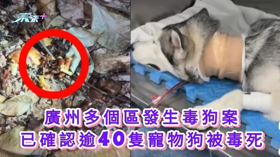 有片｜廣州多個區發生毒狗案 已確認逾40隻寵物狗被毒死