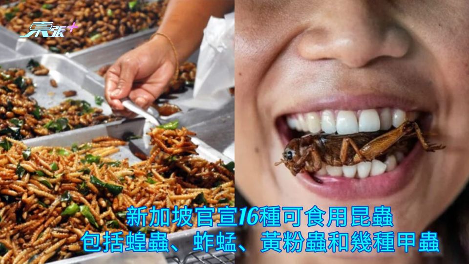 昆蟲料理 | 新加坡官宣16種可食用昆蟲 包括蝗蟲、蚱蜢、黃粉蟲和幾種甲蟲