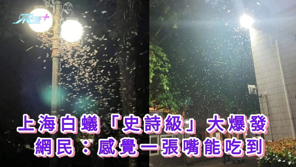 有片｜上海白蟻「史詩級」大爆發 網民：感覺一張嘴能吃到