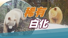 全球唯一白色大熊貓近況公開健康良好 四川臥龍嘗試收集DNA樣本研究