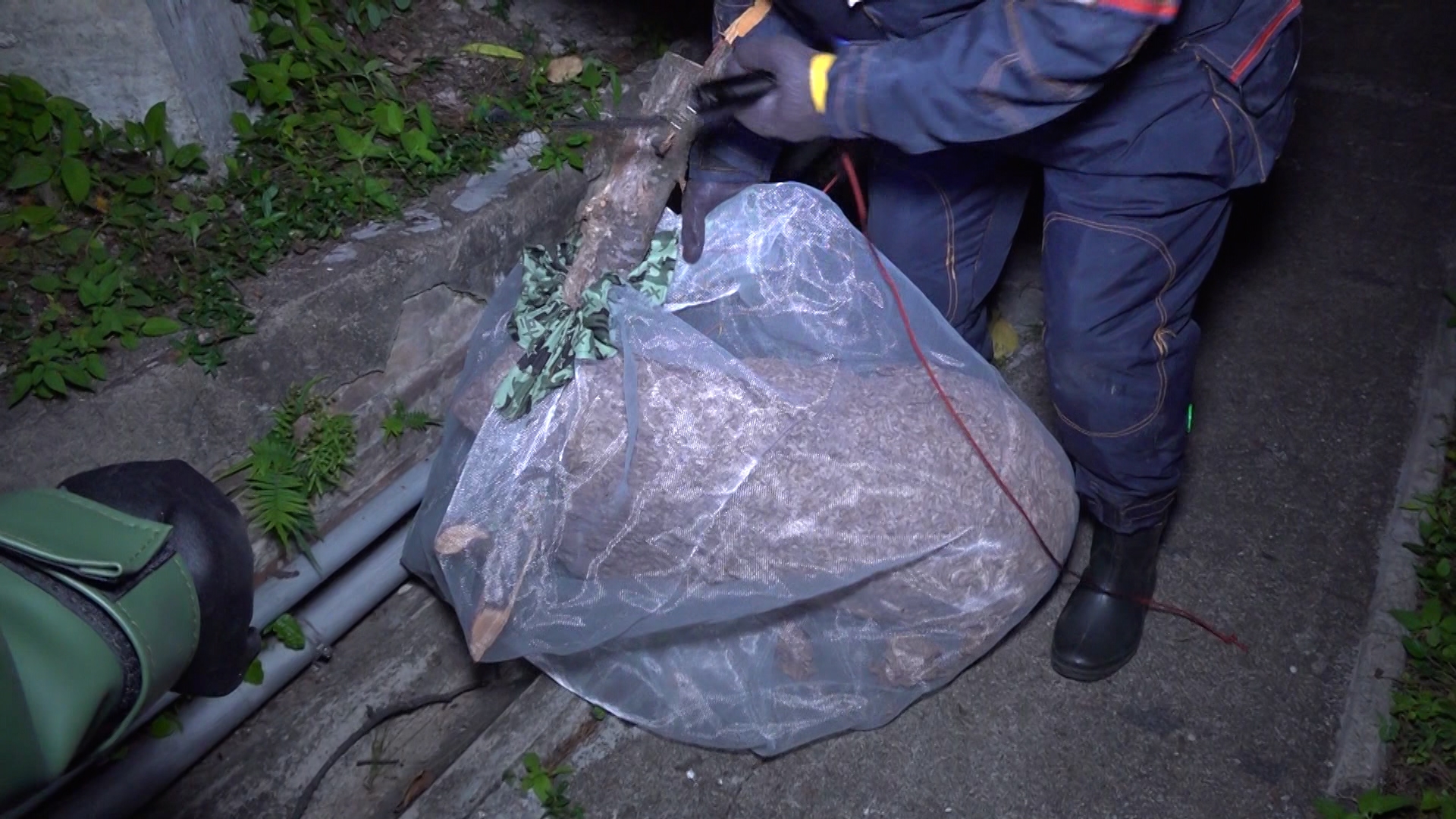 蜂巢其後被遷移至其他合適的自然區域，讓蜜蜂繼續生存。