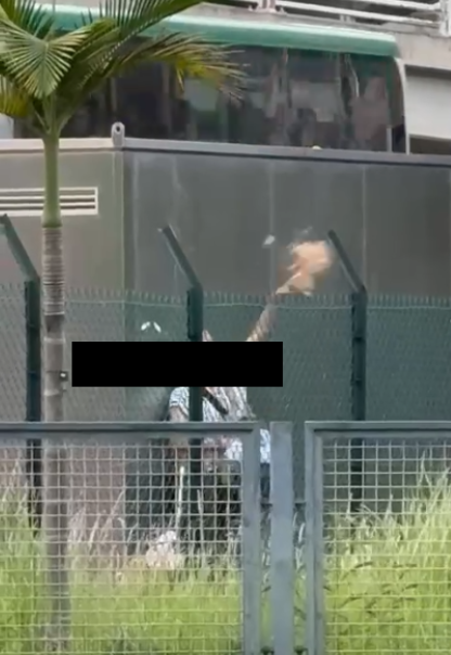 東張西望報料｜宋皇臺公園婆婆大玩「仙女散花」，麵包碎撒地下影響衛生。(讀者報料／影片截圖)