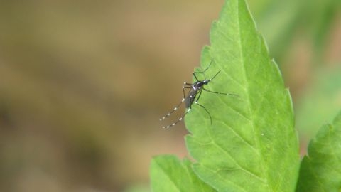 基孔肯雅熱｜專科醫生料本港爆發風險中等　強調未來兩周「最關鍵」