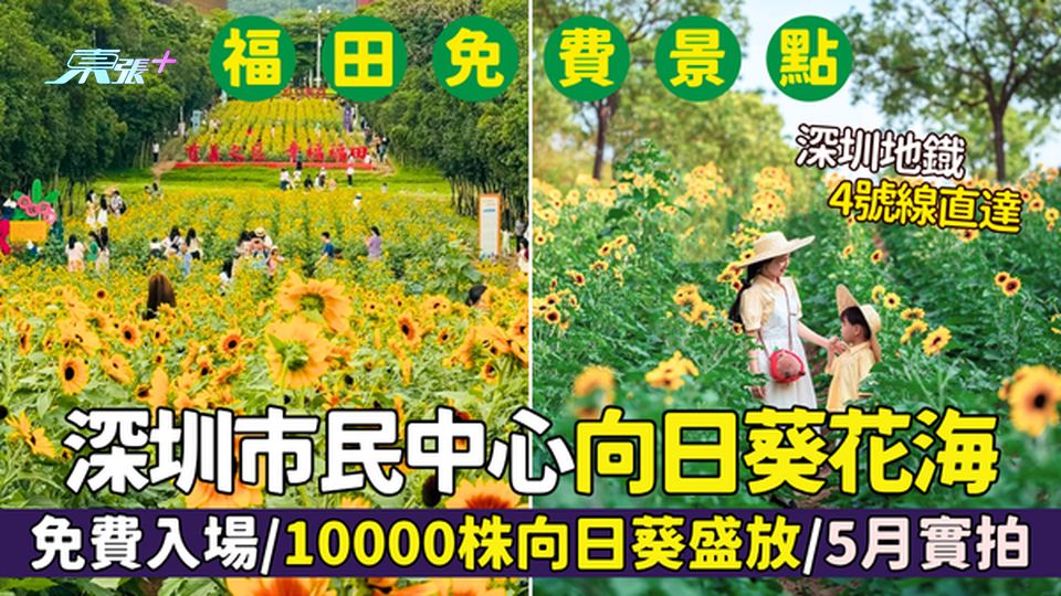 福田區｜深圳市民中心向日葵花海 免費入場/10000株向日葵盛放/5月實拍/深圳地鐡4號線直達