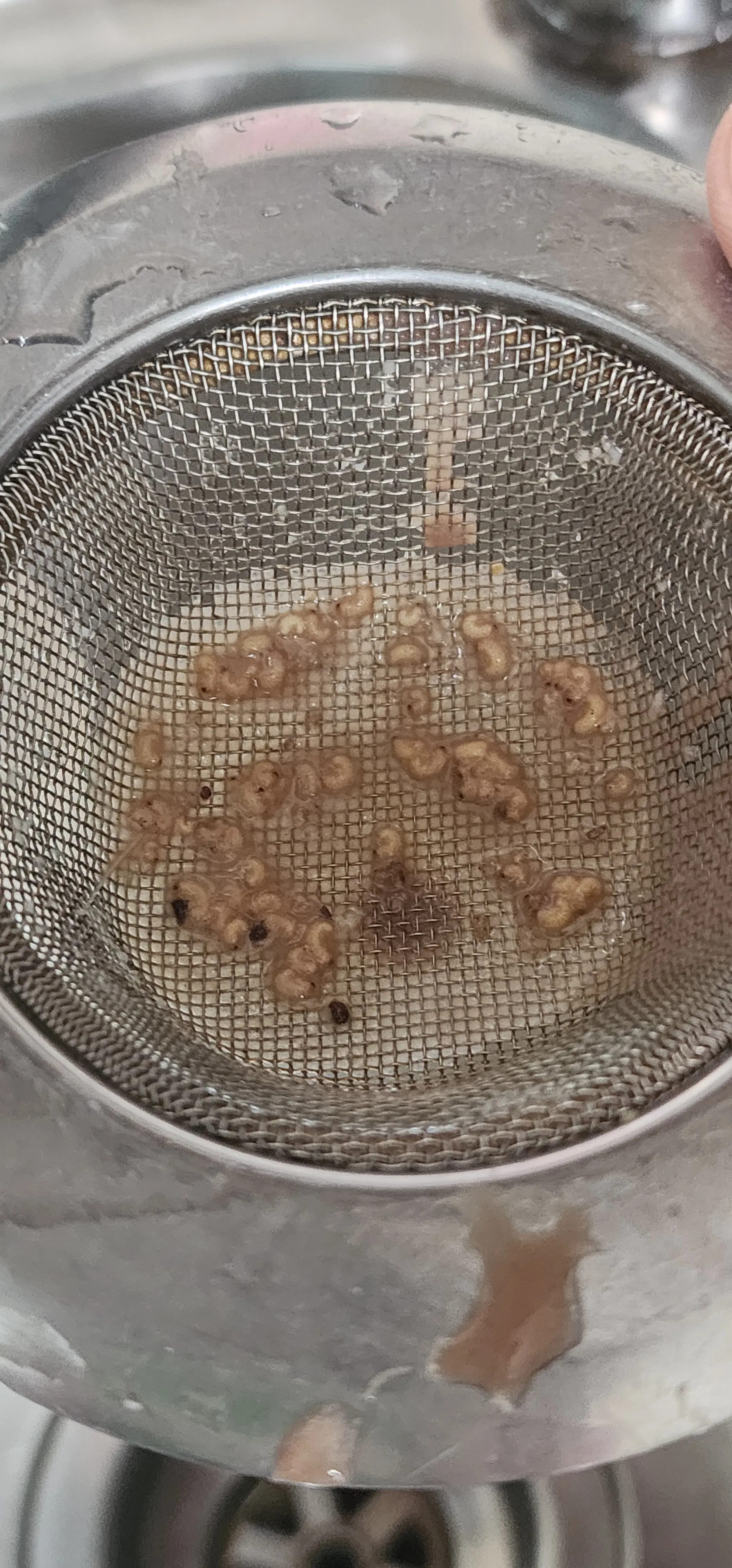 一名健身人士連續一個月飲用某品牌蛋白粉，日前沖泡後用鋅盤漏網過濾，赫然發現大量疑似昆蟲屍體，引起網民熱議。