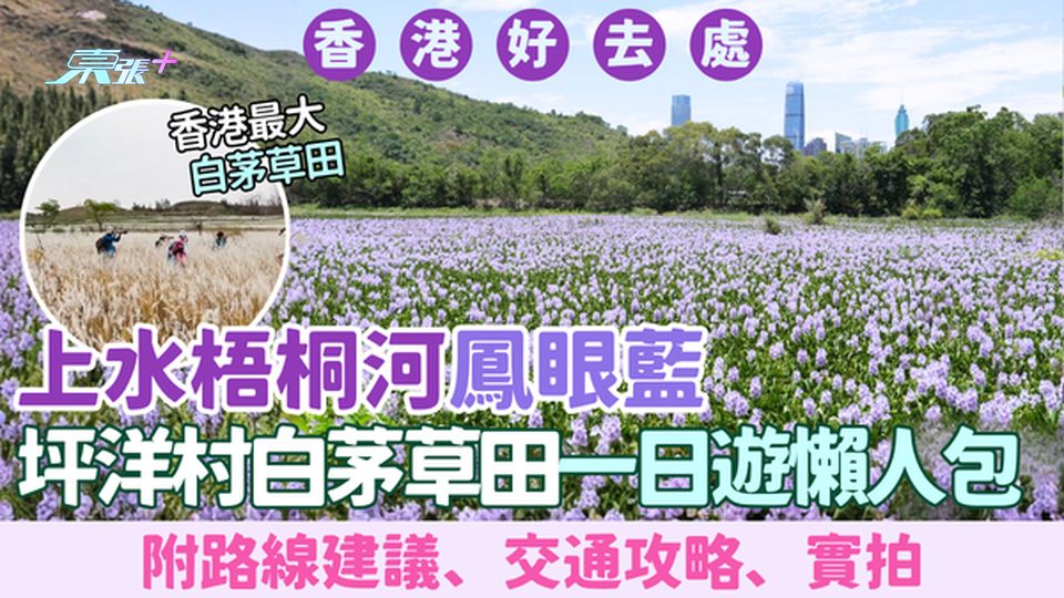 香港好去處｜上水梧桐河鳳眼藍＋坪洋村白茅草田一日遊懶人包（附路線建議、交通攻略、實拍）