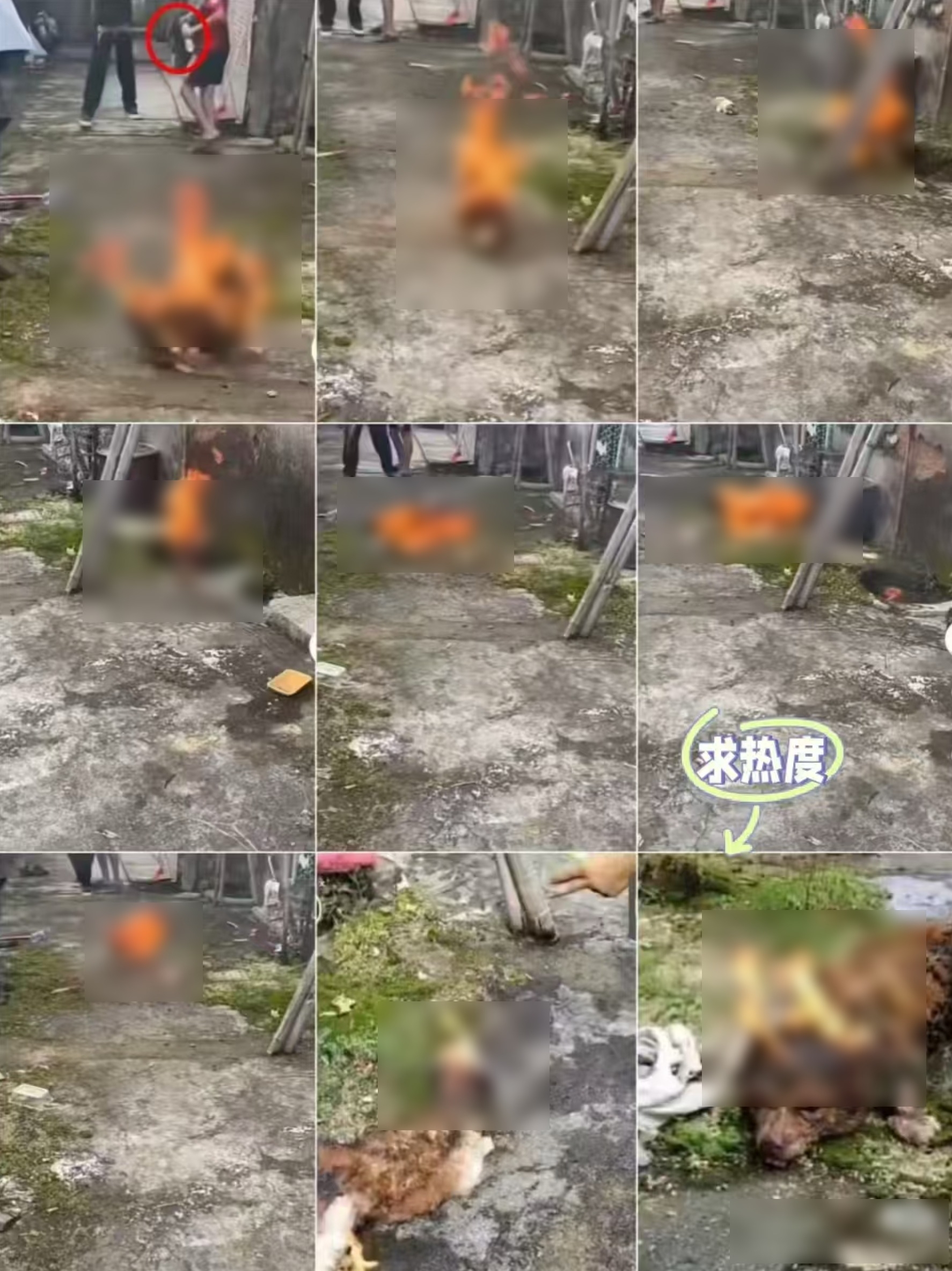 東張西望報料｜廣東爆「殘忍虐狗」案　男童拍片毆打縱火　觀眾報東張怒轟：慘無人道