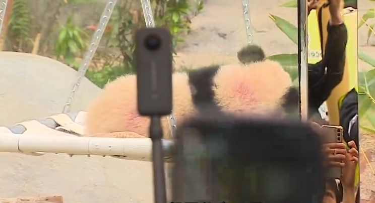 大熊貓兩姊弟正式與公眾見面