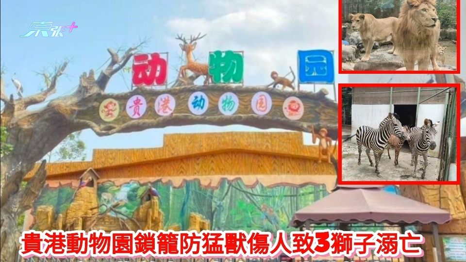 貴港動物園鎖籠防猛獸傷人致3獅子溺亡 園方尋物啟事曝光逾百走失動物清單